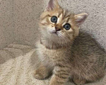 Кошки в Люберцах: Британский котенок Мальчик, 30 000 руб. - фото 2