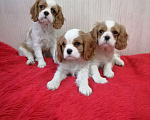 Собаки в Москве: Кавалер Кинг Чарльз спаниель Мини и стандарт  Девочка, 110 000 руб. - фото 2