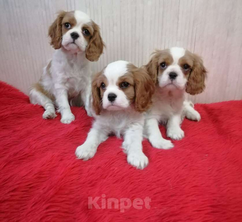 Собаки в Москве: Кавалер Кинг Чарльз спаниель Мини и стандарт  Девочка, 110 000 руб. - фото 2