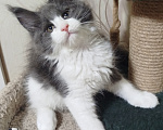 Кошки в Перми: Котенок Мейн Кун Девочка, 40 000 руб. - фото 2