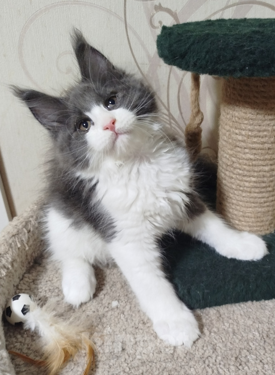 Кошки в Перми: Котенок Мейн Кун Девочка, 40 000 руб. - фото 2