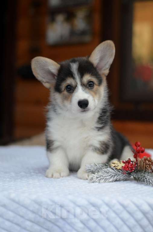 Собаки в Хотьково: Щенки вельш корги пемброк Мальчик, Бесплатно - фото 2