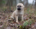 Собаки в Москве: Крохи-щенки — вырастут маленькими Мальчик, 1 руб. - фото 4