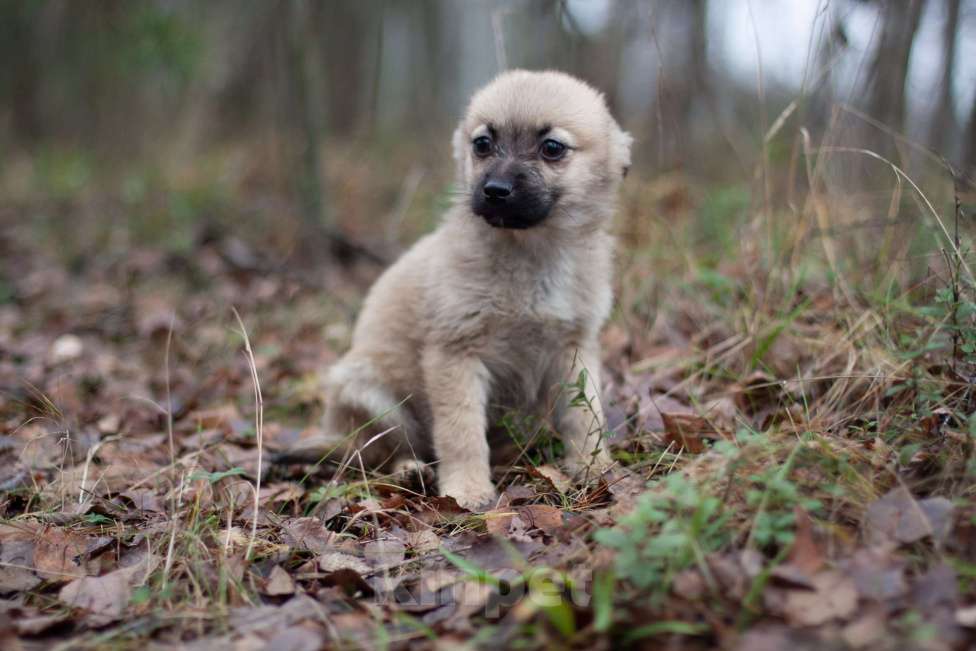 Собаки в Москве: Крохи-щенки — вырастут маленькими Мальчик, 1 руб. - фото 4