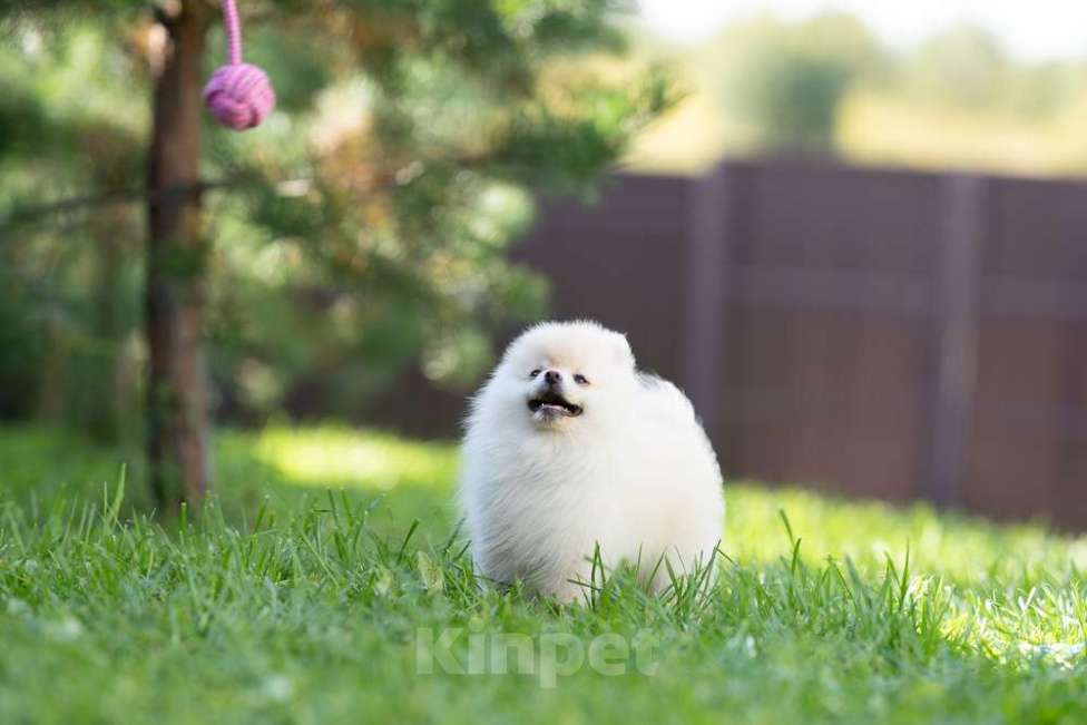 Собаки в других городах Московской области: Девочка Тоша Девочка, 35 000 руб. - фото 3