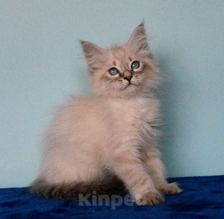 Кошки в Москве: Синеглазый котик Мальчик, Бесплатно - фото 2