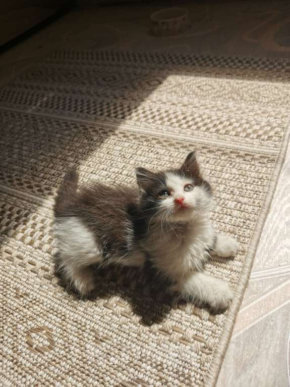 Кошки в Пензе: В добрые руки Девочка, Бесплатно - фото 4