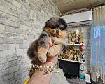 Собаки в Москве: Голубоглазый мальчик померанского шпица мерле Мальчик, Бесплатно - фото 2
