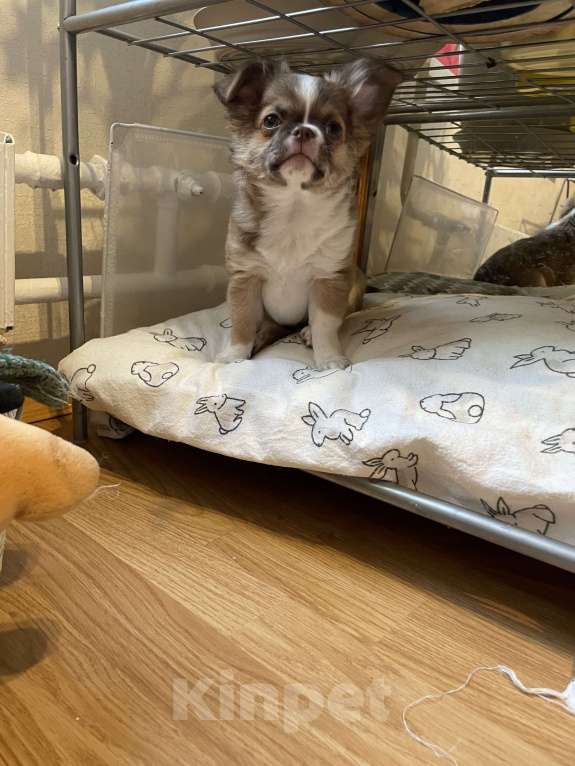 Собаки в Москве: Куколка чихуахуа  Девочка, 50 000 руб. - фото 2