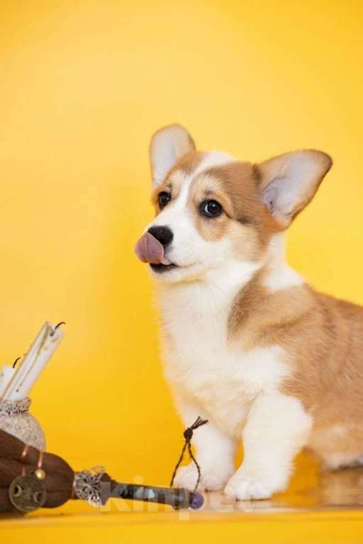 Собаки в Мытищах: Щенки вельш-корги пемброка РКФ Разнополые, Бесплатно - фото 4