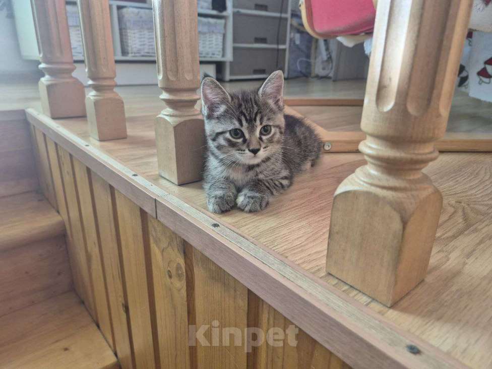 Кошки в Новосибирске: Отдам в добрые руки Девочка, Бесплатно - фото 1