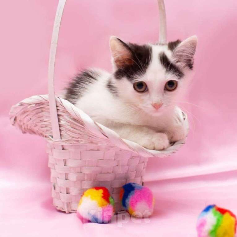 Кошки в Москве: Самый маленький и обаятельный котенок в поисках своей семьи! Мальчик, Бесплатно - фото 3