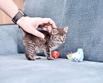 Кошки в Москве: Игривый ласковый котенок из приюта Мальчик, Бесплатно - фото 4