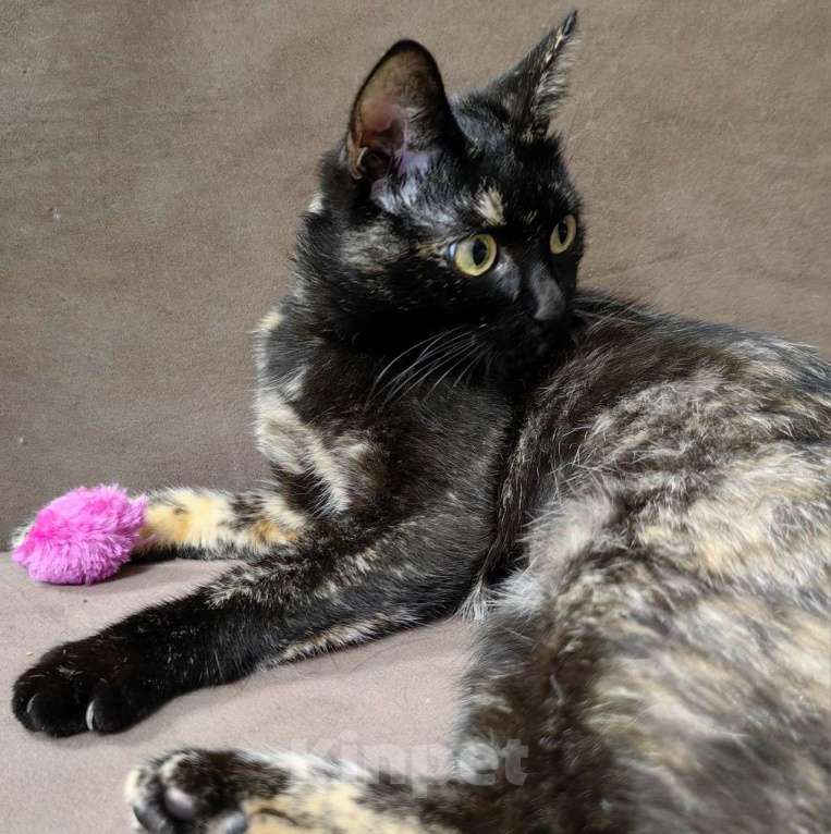 Кошки в Москве: Самая ласковая кошечка на свете ищет свою семью Девочка, Бесплатно - фото 4