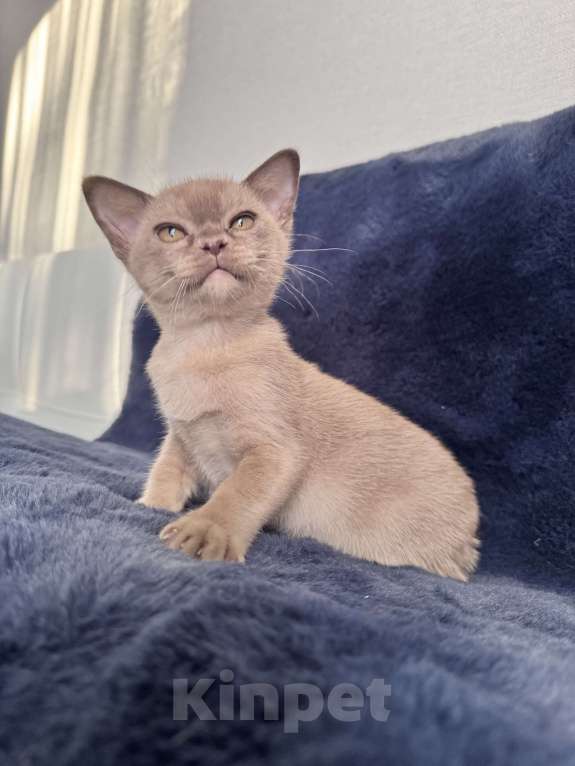 Кошки в Калининграде: Европейская бурма. Котята. Питомник Мальчик, 80 000 руб. - фото 3