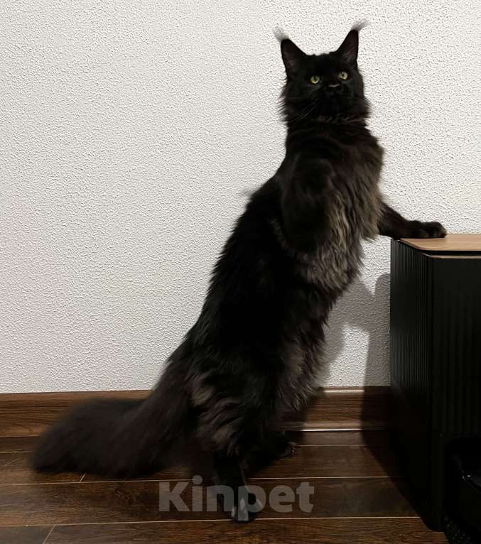 Кошки в Пятигорске: Питомник Affectionate miracle  Мальчик, Бесплатно - фото 4