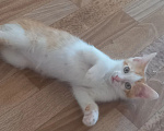 Кошки в Истре: Срочно отдам котят в добрые руки Разнополые, Бесплатно - фото 4
