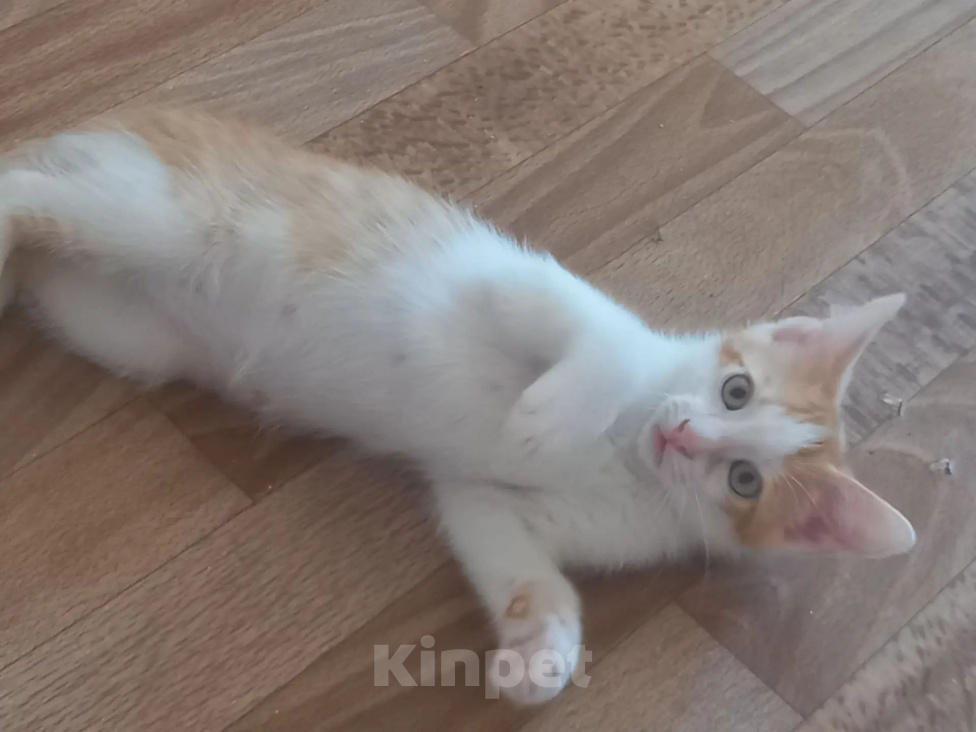 Кошки в Истре: Срочно отдам котят в добрые руки Разнополые, Бесплатно - фото 4