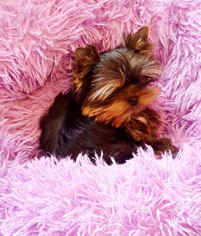 Собаки в Москве: Щенки йоркширского терьера Мальчик, 45 000 руб. - фото 10