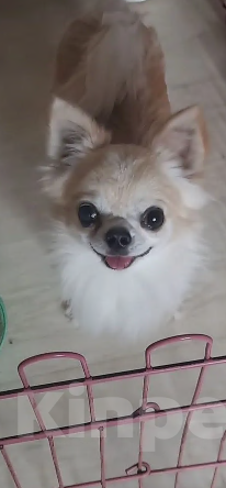 Собаки в Москве: мальчик ищет дом Мальчик, Бесплатно - фото 1