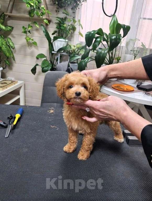 Собаки в Новосибирске: Щенки пуделя, мальтипу Разнополые, Бесплатно - фото 2