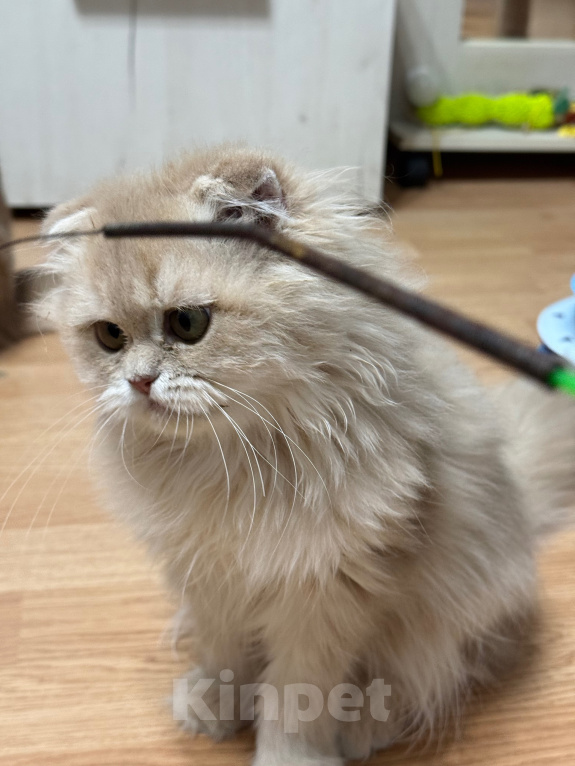 Кошки в Москве: Котята шотландские Девочка, Бесплатно - фото 7