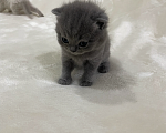 Кошки в Сочи: Шотландский прямоухий котенок Мальчик, 10 000 руб. - фото 4