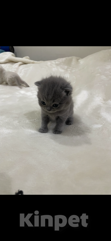 Кошки в Сочи: Шотландский прямоухий котенок Мальчик, 10 000 руб. - фото 4