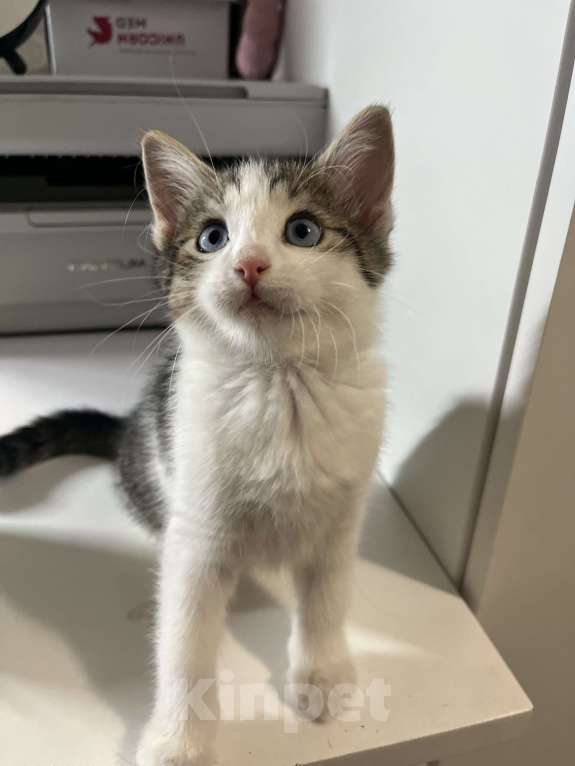 Кошки в Ростове-на-Дону: Манчкин long Девочка, 25 000 руб. - фото 3