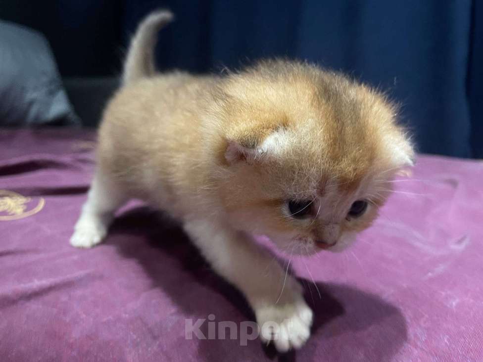 Кошки в Новороссийске: Котята шотландские вислоухие Девочка, 25 000 руб. - фото 2