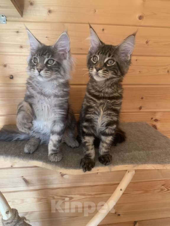 Кошки в Санкт-Петербурге: Котёнок мейн кун чёрный мраморный серебряный Мальчик, 40 000 руб. - фото 4