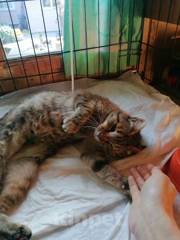 Кошки в Королеве: Кошка Масяня Девочка, Бесплатно - фото 3