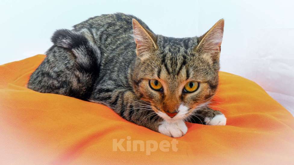 Кошки в Москве: котенок Тася ишет дом Девочка, 10 руб. - фото 10