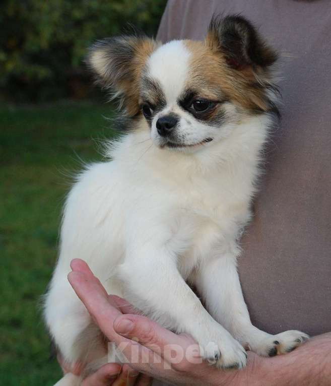 Собаки в Москве: Мальчик подросток Мальчик, 15 000 руб. - фото 6