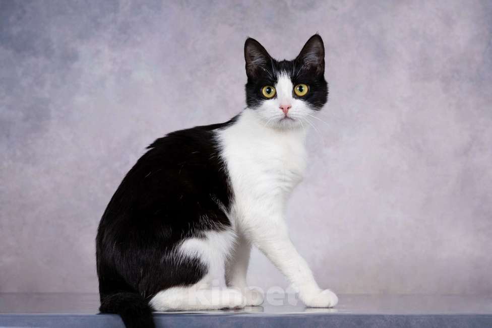 Кошки в Москве: Грациозность и любопытство– знакомьтесь, Мася! Девочка, 1 руб. - фото 9