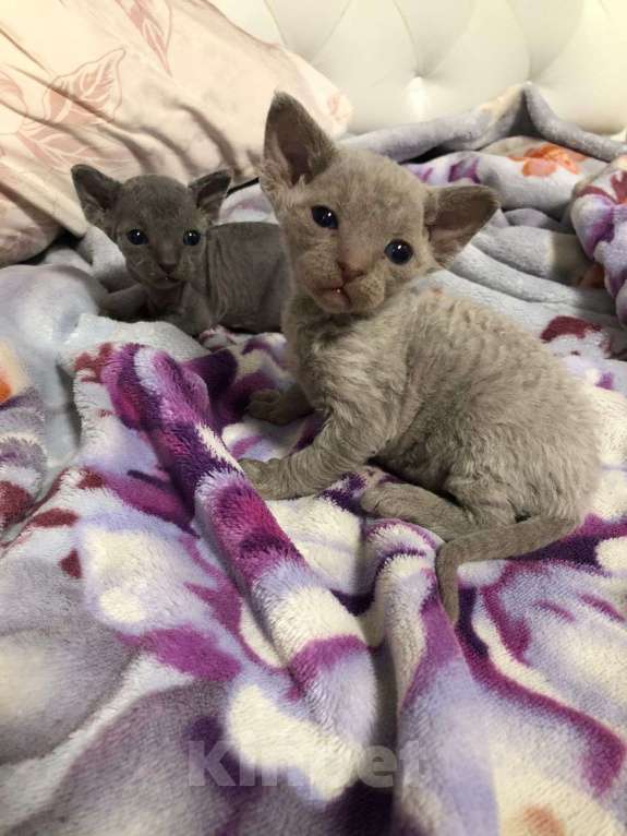 Кошки в Москве: Девон рекс  Мальчик, 60 000 руб. - фото 6