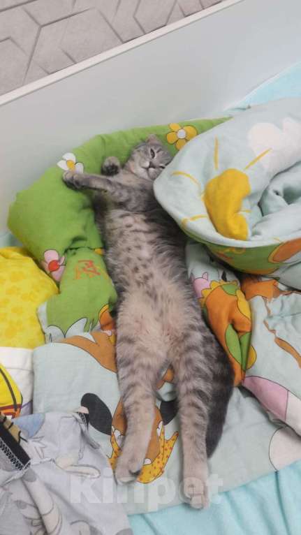 Кошки в Липецке: Отдам в хорошие руки котенка Мальчик, Бесплатно - фото 2