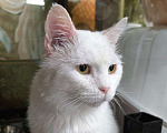 Кошки в Москве: Белый котик в добрые пуки Мальчик, Бесплатно - фото 2