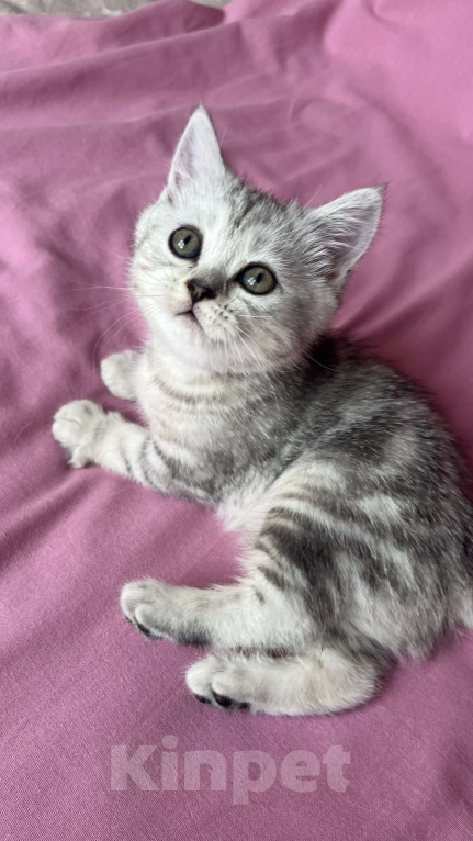 Кошки в Москве: Шотландские мраморные котята Девочка, 9 000 руб. - фото 3