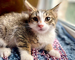 Кошки в Москве: Котенлк Арсений ищет дом Мальчик, Бесплатно - фото 8