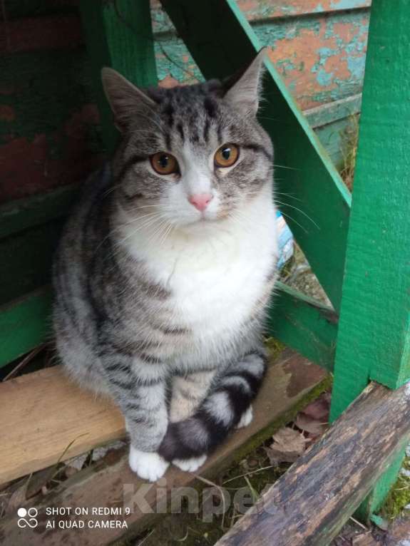 Кошки в Ярославле: Котенок в добрые руки  Мальчик, Бесплатно - фото 1