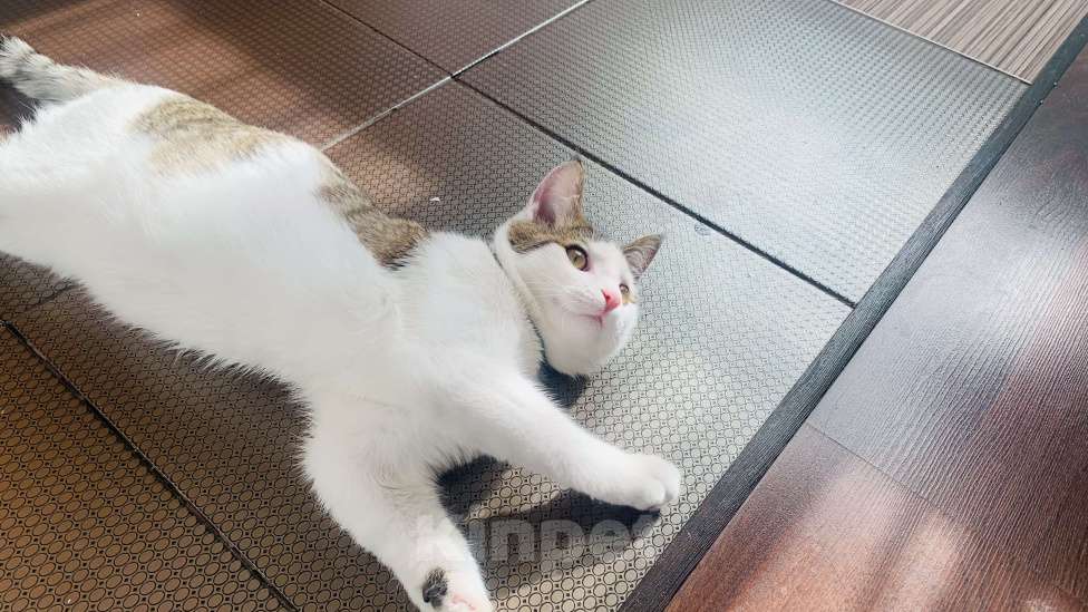 Кошки в Петропавловске-Камчатском: Отдам в добрые руки , котик мальчик Фунтик  Мальчик, Бесплатно - фото 2