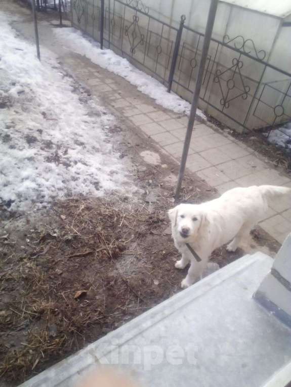Собаки в Смоленске: Отдам собаку золотистого ретривера с паспортам и пртвитаю Девочка, Бесплатно - фото 1