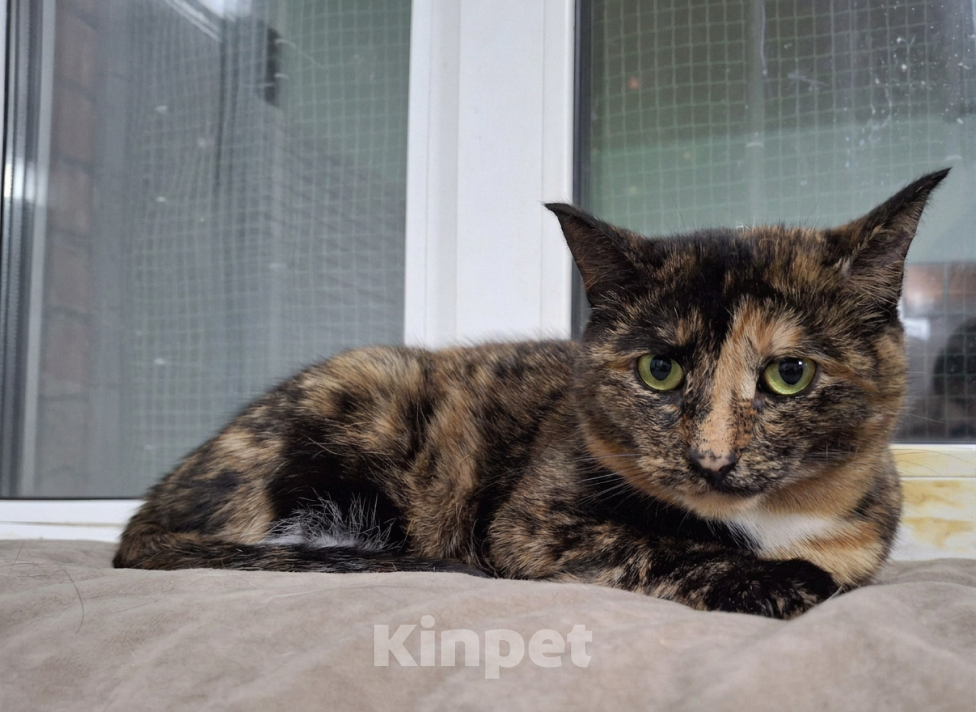 Кошки в Ижевске: кошка в добрые руки Девочка, Бесплатно - фото 3