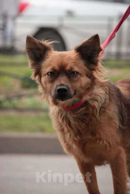 Собаки в Санкт-Петербурге: Маленькая рыжая собачка 8 кг ищет дом Девочка, Бесплатно - фото 2