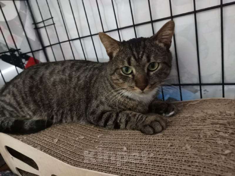 Кошки в Москве: Котик Честер ищет дом Мальчик, Бесплатно - фото 2