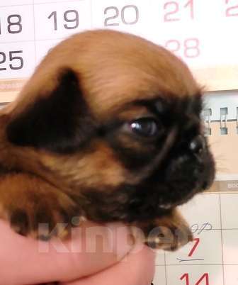 Собаки в Москве: рыжий мальчик пти брабансона Мальчик, 45 000 руб. - фото 3