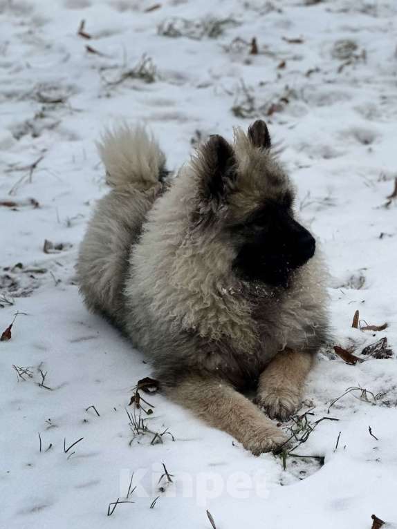Собаки в Москве: Джоув Божественный Из Воронцовского Дворца  Мальчик, 50 000 руб. - фото 6