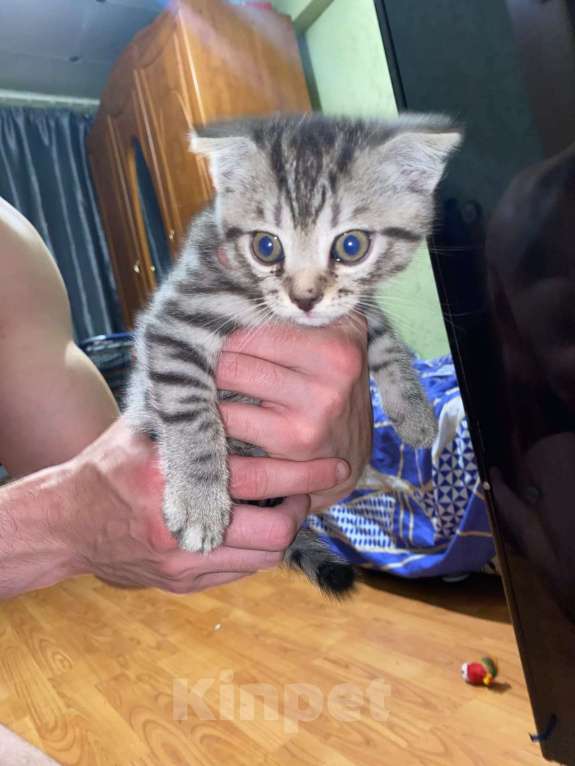 Кошки в Иркутске: Британские котята Мальчик, 5 000 руб. - фото 5