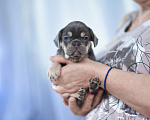 Собаки в Казани: малыш французик Мальчик, 70 000 руб. - фото 1